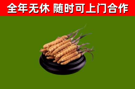 新罗回收冬虫夏草