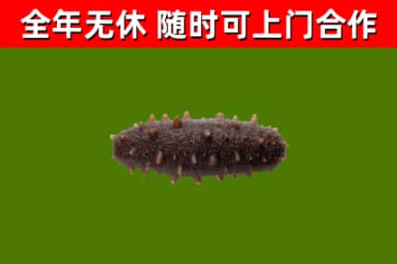 新罗回收海参干